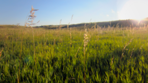 WheatFieldBackgrond