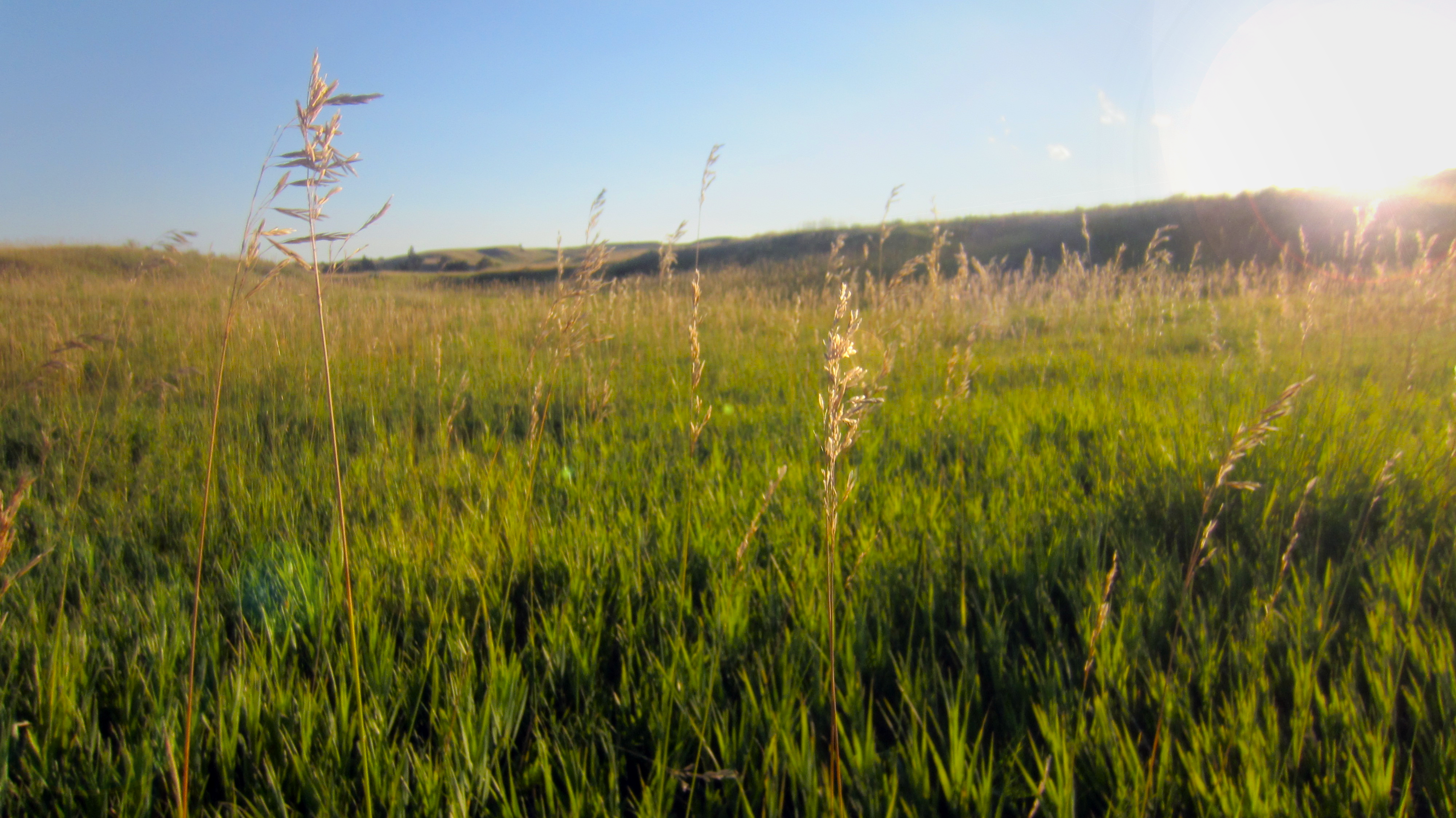 WheatFieldBackgrond
